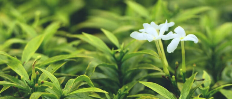 5 Cool Jasmine Tea Benifits you didn’t know about